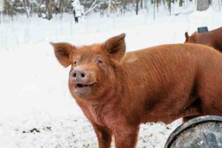 Breed Profile: Tamworth Hog Image